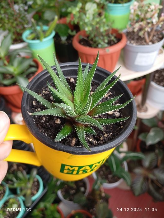 Продам растения цветы