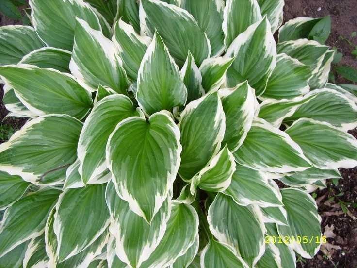 Хоста гуллар оптом хитойдан биринчи кул