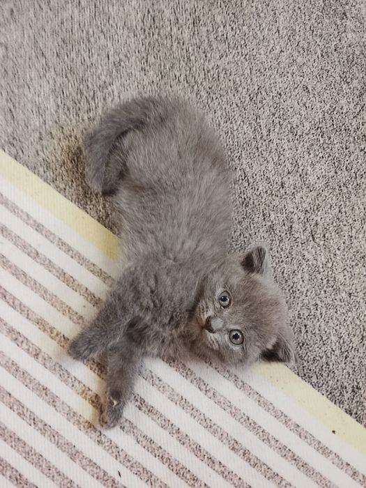 Отдам котят шотландских