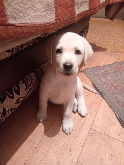 Лабрадор девочка