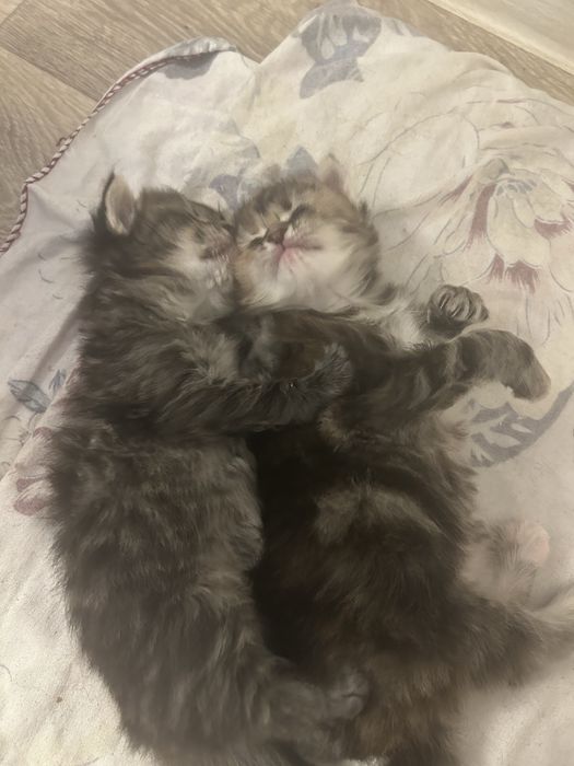 Бронь котят в добрые руки