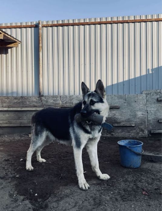 Европиский овчарка чискровь