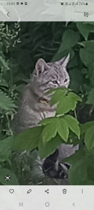 Нашелся      кот