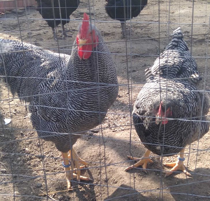 10 pui de gaina Plymouth Rock Barat