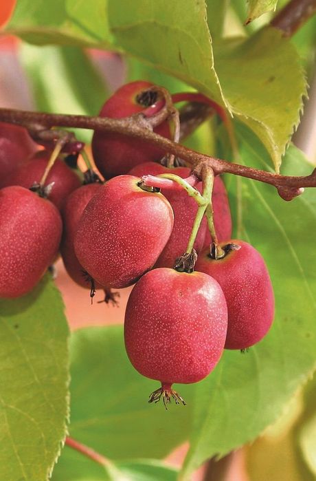 Kiwi (Soiul Ken 's Red )