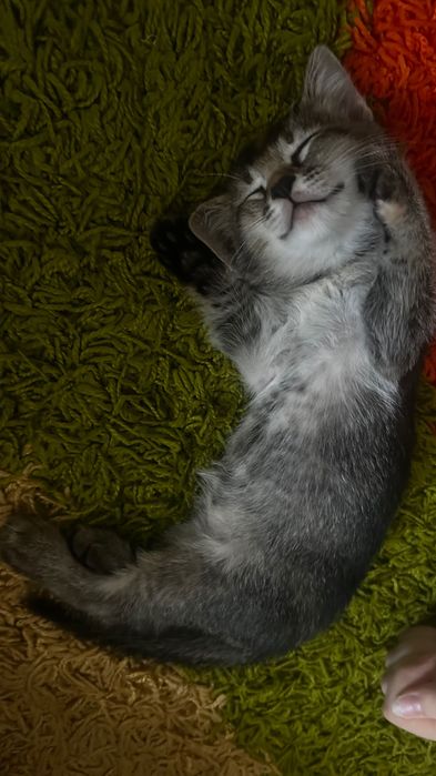 Котенок,2месяца.