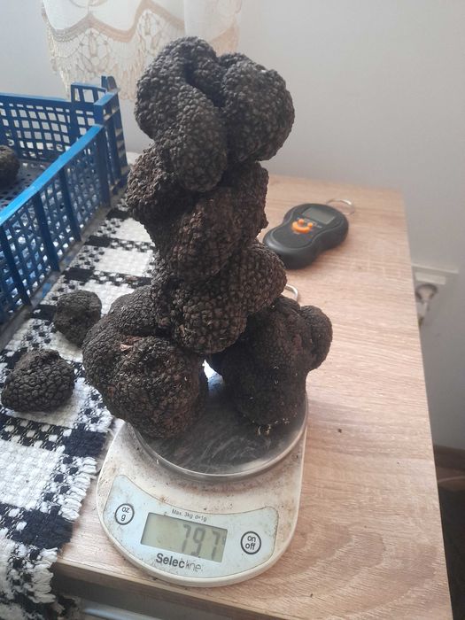 Trufe proaspete culese recent