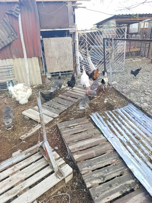 Индюки индюки индюки