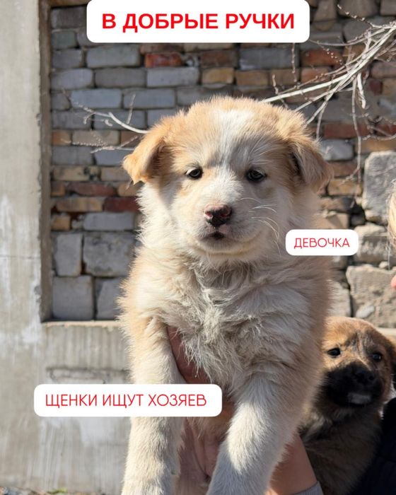 Отдам щенка в добрые руки