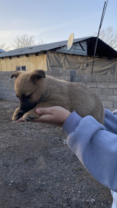 Щенки немецкой овчарки