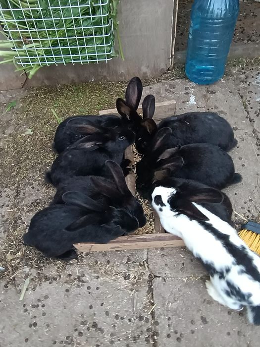 Iepuri fluture german