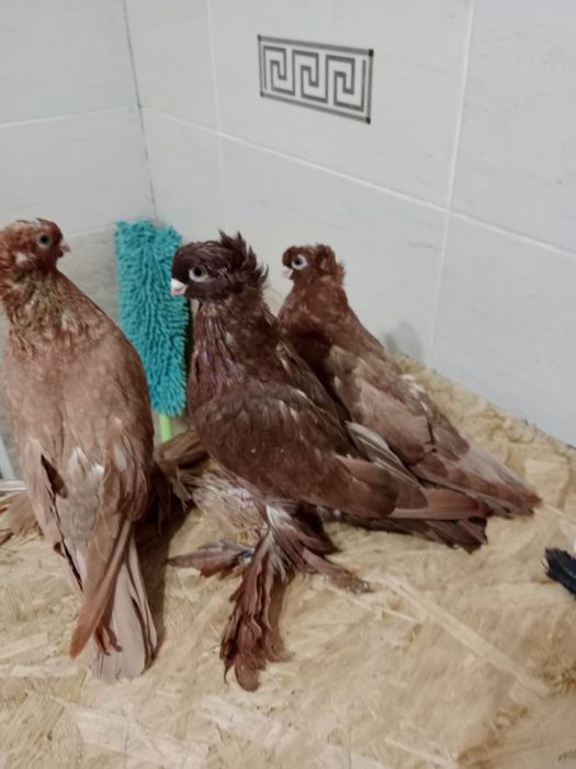 Продам   голубей