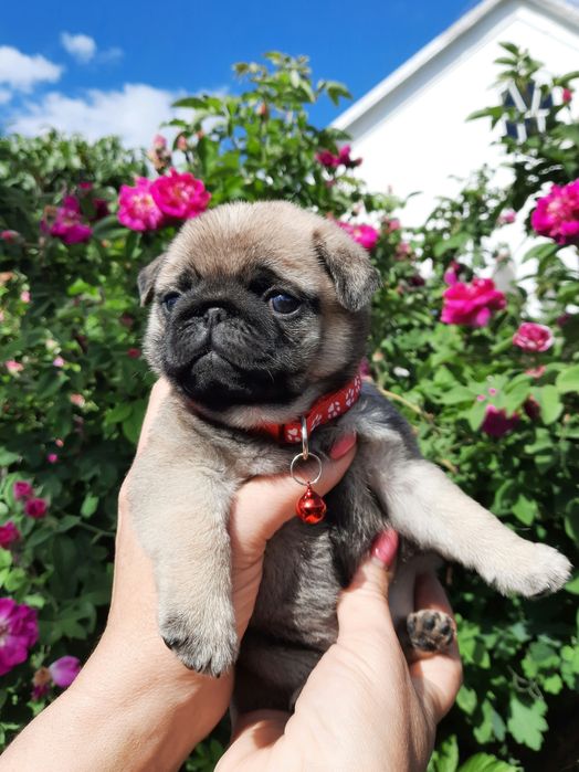 Отличные щеночки Мопса