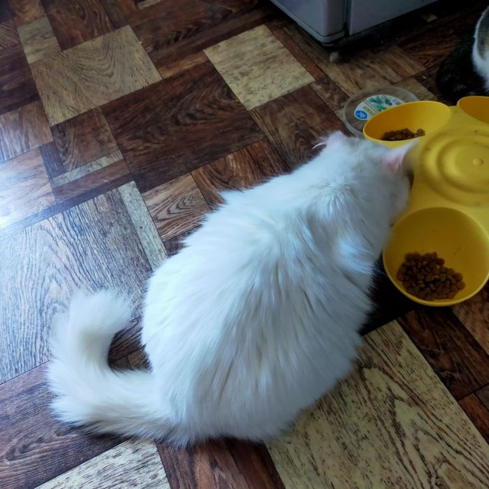 Хранительница уюта кошечка Беляшка для  вашего дома (девочка)