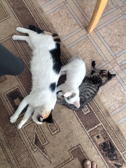 Отдам котят в хорошие руки