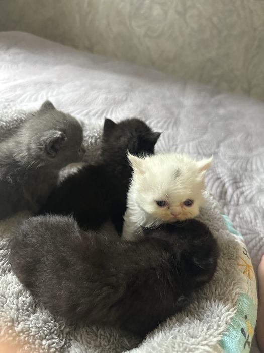 котята пародистой