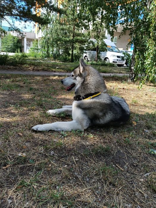 Мальчик Хаски ищет девочку для вязки