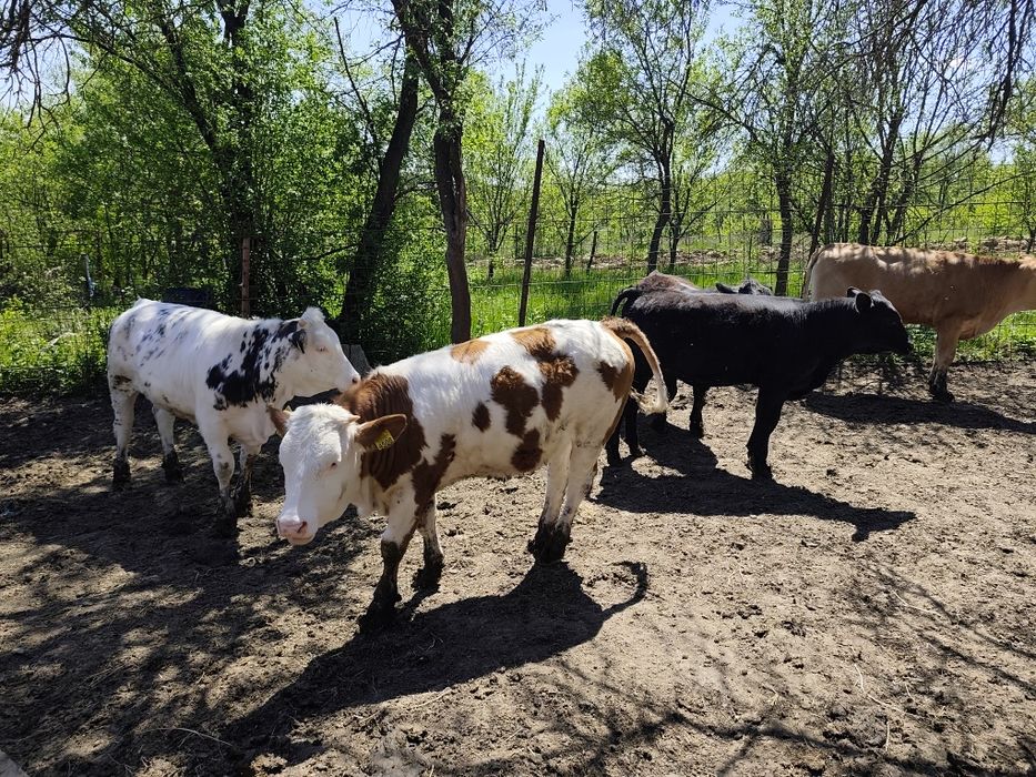 Viței de boxă  !