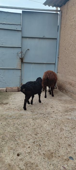 Ona bola qoʻylar sotiladi