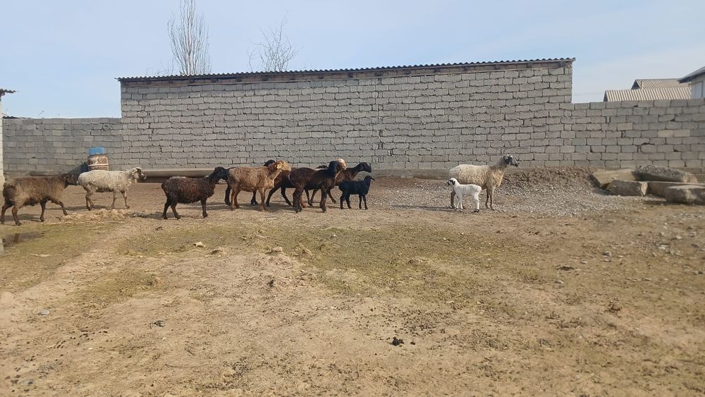 Қозылы қой сатылады туркестан қаласы