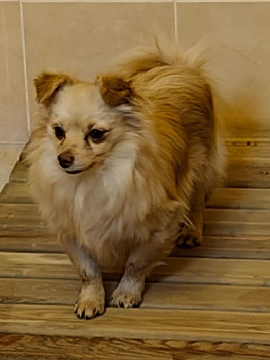 Шпиц  мальчик кремового окраса