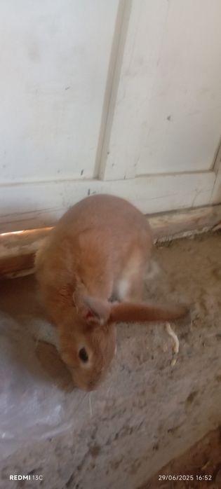 Quyon sotiladi . Erkak vazni 2 kg