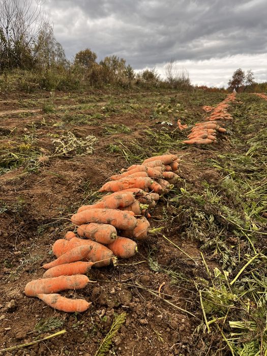 Vand morcovi de consum , pentru suc sau pentru animale