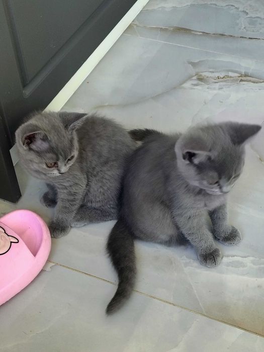 Британски късокосмести котенца