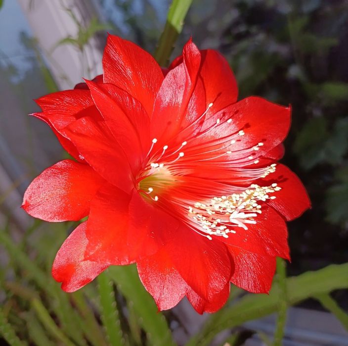 Сансевьера и разновидность кактуса