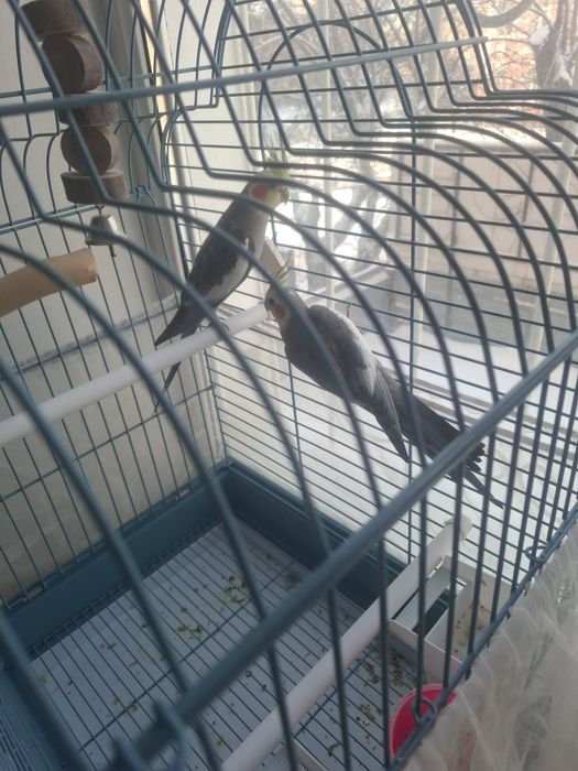 Продам парочку попугаев Корелла