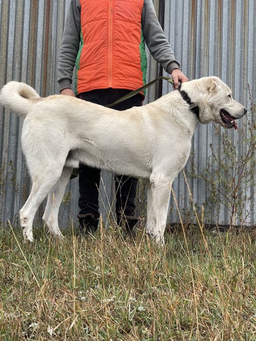Собаки ,щенки ,акбаш ,турецкий алабай