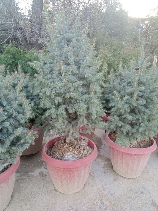 Голубой ел ку́чатлари арзон нархларда