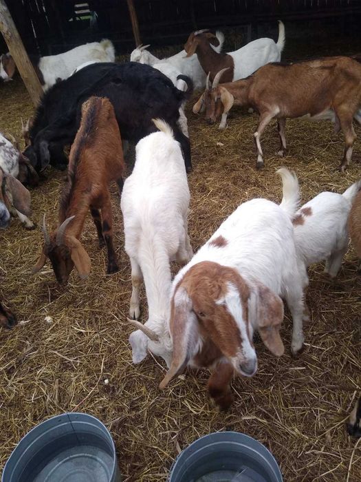 Продавам кози 20 броя