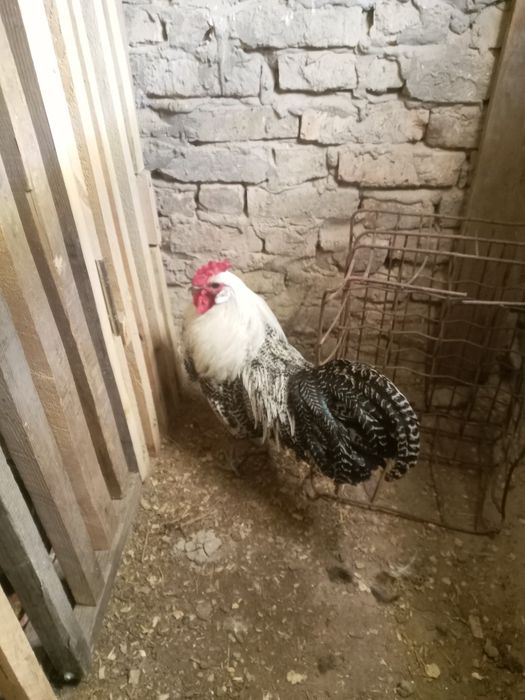 Продам шипунов самки город тараз