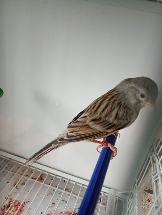 De vânzare   15 masculi.