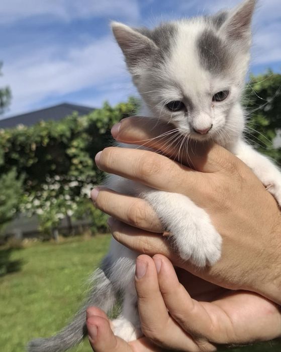 Adoptie - Puiuti de Pisica