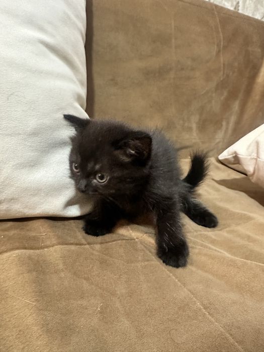 Шатландские котята