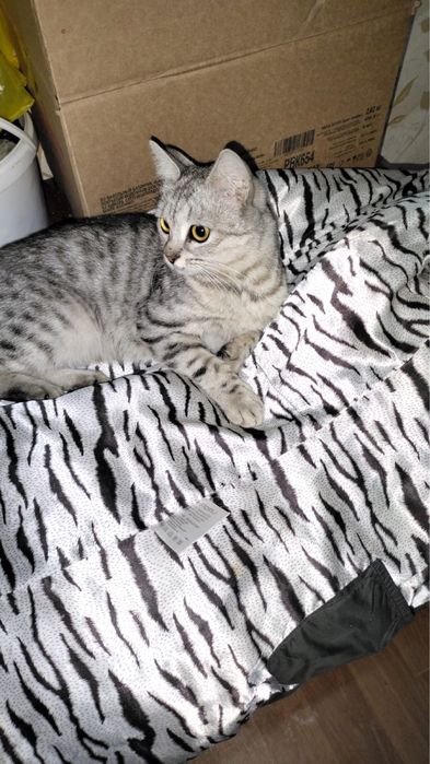 Отдам девочку в добрые руки!