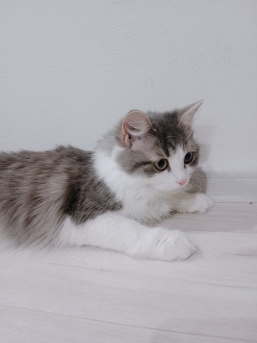 Отдам котенка в добрые руки