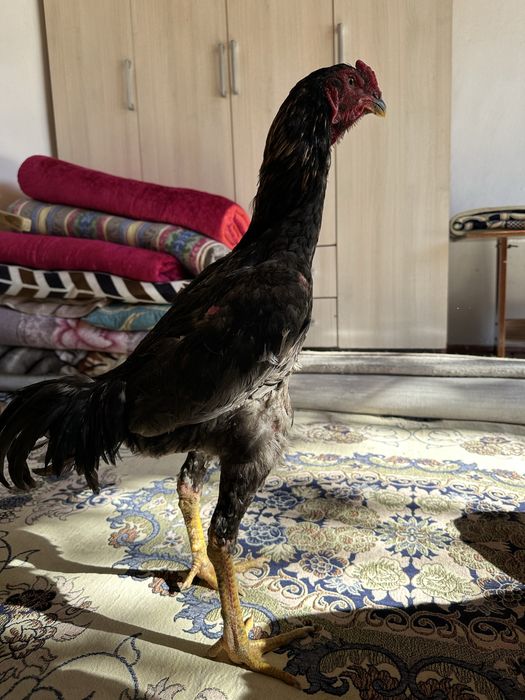 Пепельный Дакан