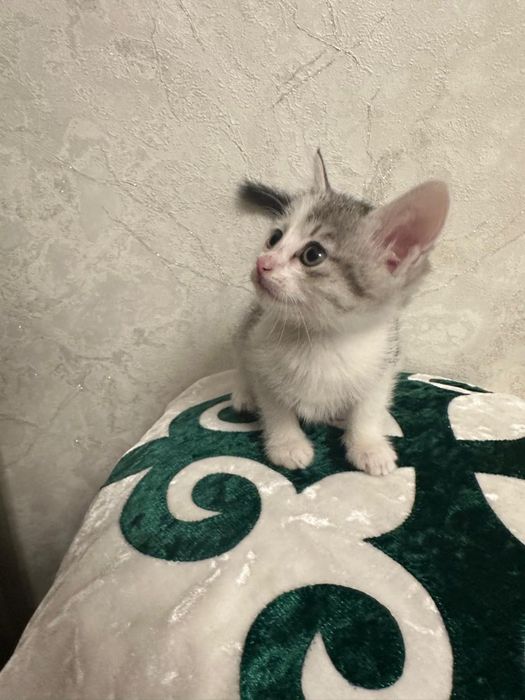 Продаются котята