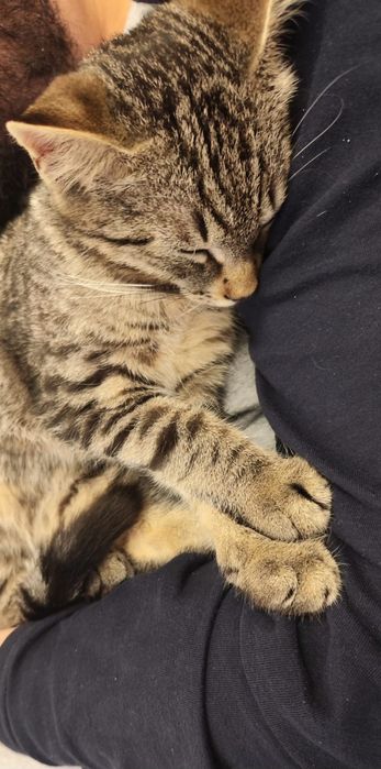 Donez spre adoptie pisic