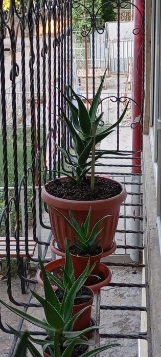 Aloe guli , Алое гули