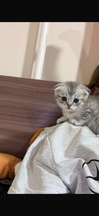 Продаються шикарные котята