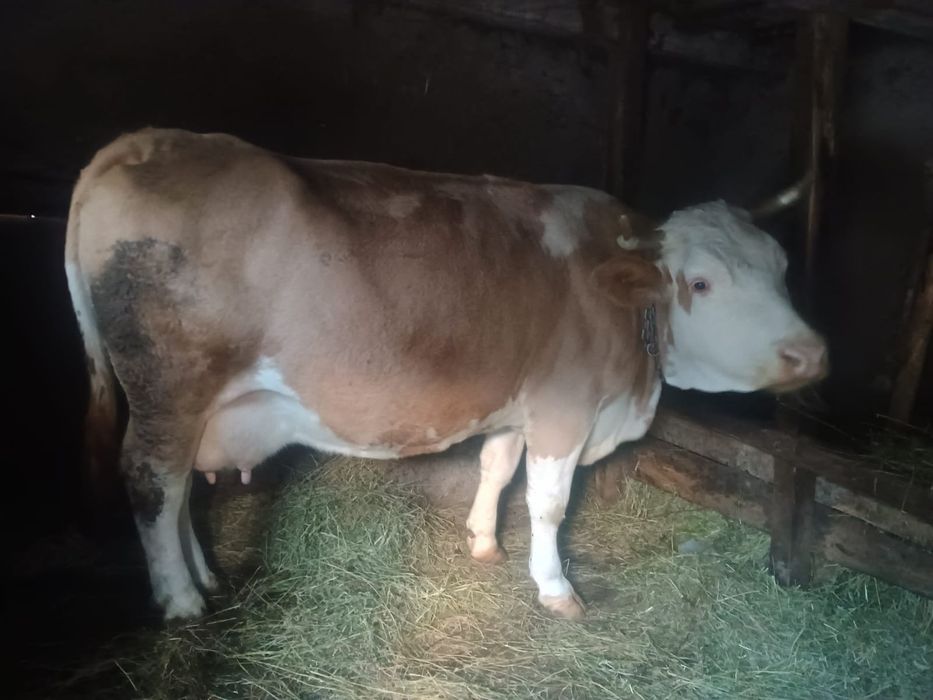 Vând vaca de 6 ani gestanta de 6 luni cu 13 litri de lapte la zi