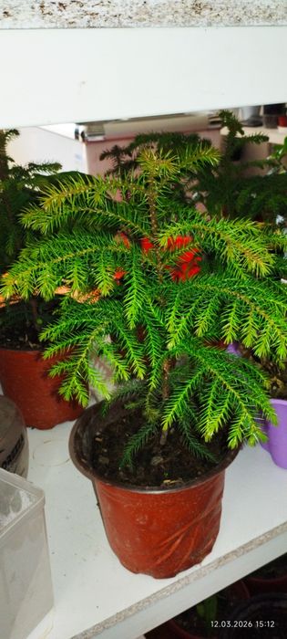 Ёлка Араукария свежий