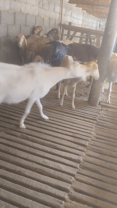 Ешкі козы сатылады