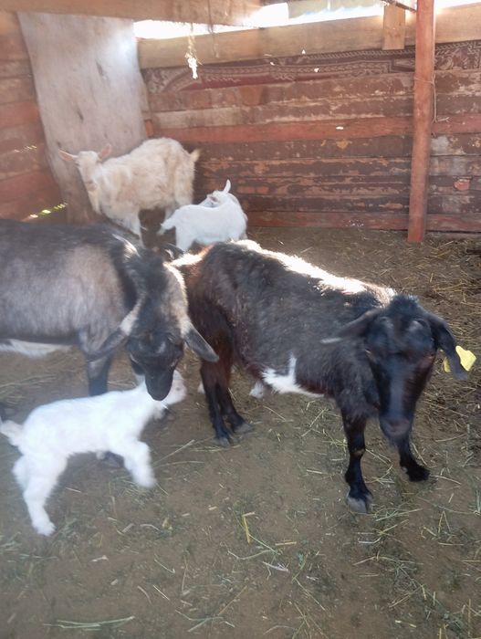 Продам козлят 5 штук