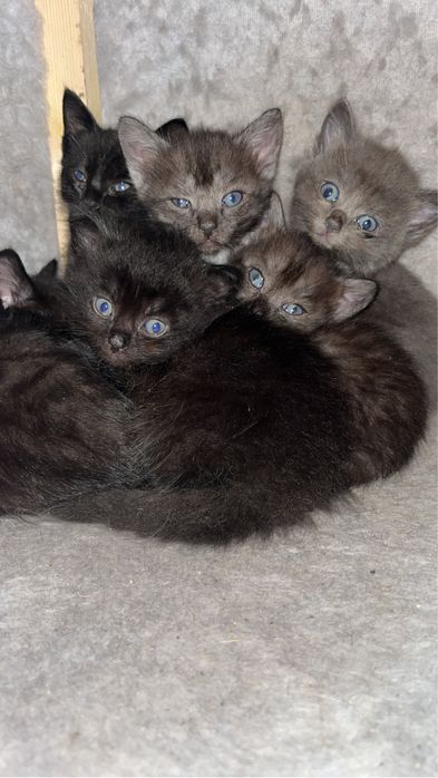 Котята в добрые руки