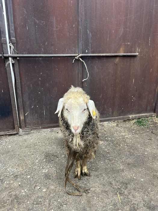 Теке сатам семыз